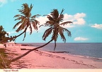 Florida-Palms-Vintage