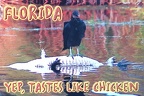 Florida-Tastes-Like-Chicken