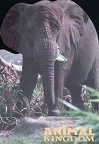 Elephant Animal Kingdom