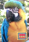 Blue &amp; Yellow Macaw-Zoo Atlanta