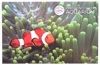 Clown Fish-Oregon Coast Aquarium