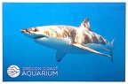 Great White Shark-Oregon Coast Aquarium