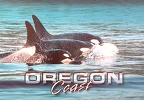 Killer Whales-Orca-Oregon Coast