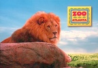 Lions-Zoo Atlanta