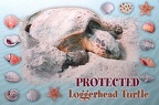 Loggerhead Turtle-Protected