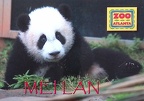 Mei Lan-Pandas-Zoo Atlanta