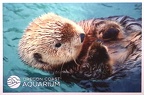 Otter-Oregon Coast Aquarium