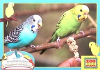 Parakeets-Zoo Atlanta