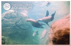 Sea Lions Swimming-Oregon Coast Aquarium