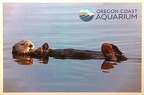 Sea Otter-Oregon Coast Aquarium