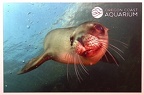 Seal Playing-Oregon Coast Aquarium