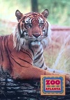 Tiger-Zoo Atlanta