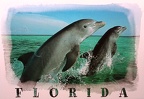 Florida-Dolphins Jumping