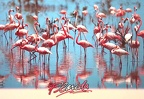 Florida-flamingos