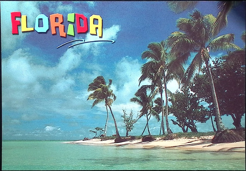 Florida-palm trees on beach.jpg