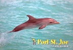 Florida-Port St. Joe-Dolphin