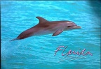Florida-Spotted Dolphin frolics