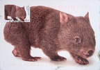 jcoddo01, Direct Swap, Common Wombat (7 Sep 2021)
