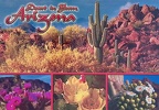 Arizona-Desert-in-Bloom-4