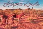 Arizona-Locals