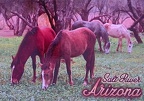 Arizona-Salt-River-Horses