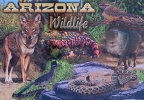 Arizona-Wildlife