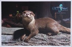 Buckeye-Otter-Odysea-Aquarium-Scottsdale, Arizona