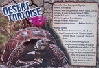 Desert-Tortoise