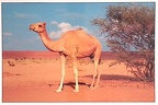 Camel at Wahiba