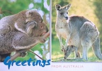 Australia-Greetings from Koala Kangaroo