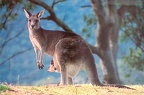 Australia-Kangaroo &amp; Joey