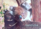 Australia-Koala with Baby