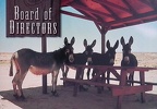 Board of Directors-Donkeys