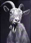 Sir_Icon,Gift Postcard Received, Goat (23 Oct 2021)