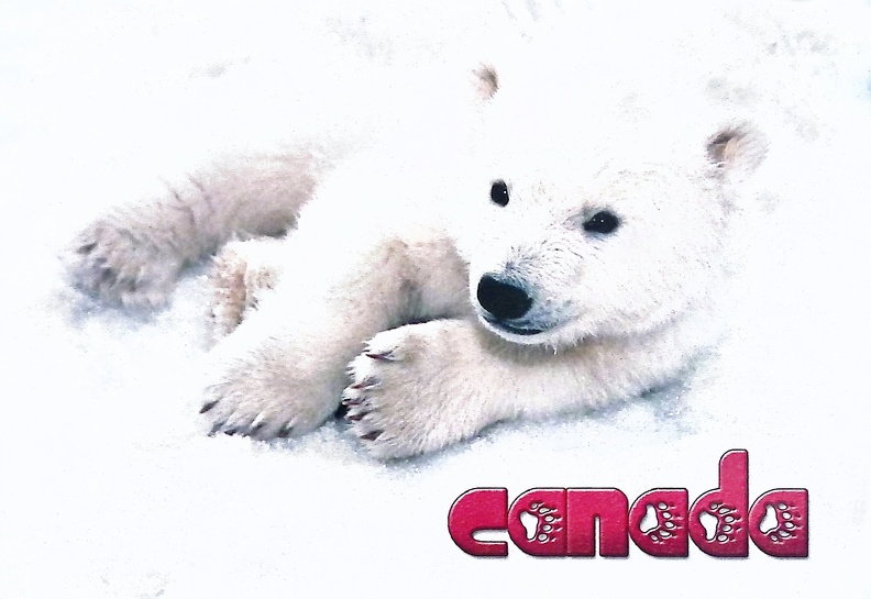 Canada-Polar-Bear.jpg