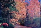 Fall Foliage, Manchester, Vermont