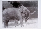 December 1928 An Elephant from Earls Court Circus (London) holds a Man in its Mouth