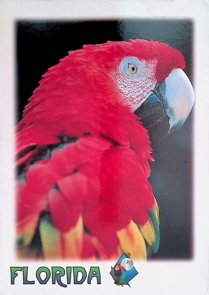 Florida Parrot.jpg