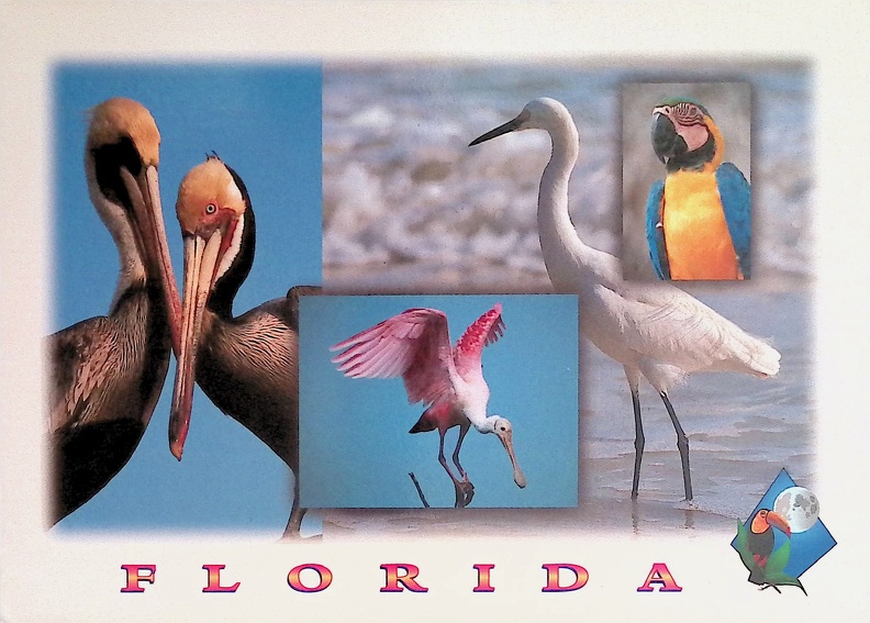 Florida's Feathered Friends.jpg