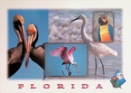 Florida's Feathered Friends