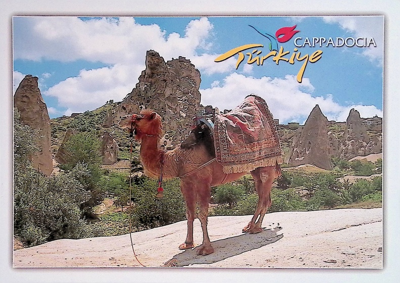 Camel, Cappadocia, Turkey.jpg