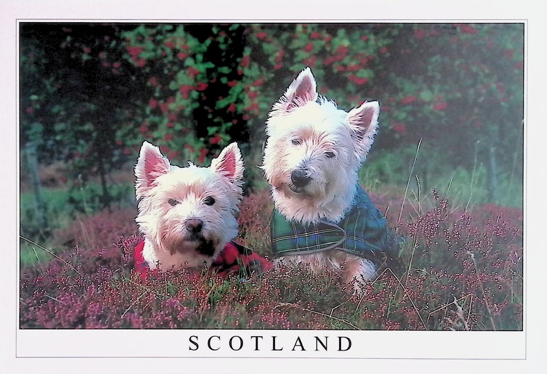 West Highland Terriers in Heather, Scotland.jpg