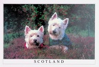 West Highland Terriers in Heather, Scotland