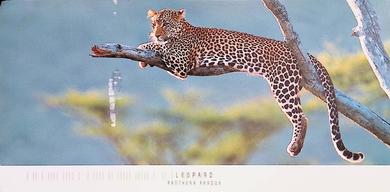 Magaretha, Postcard ZA-159045 Received, Leopard (Panthera Pardu) (27 Mar 2022).jpg
